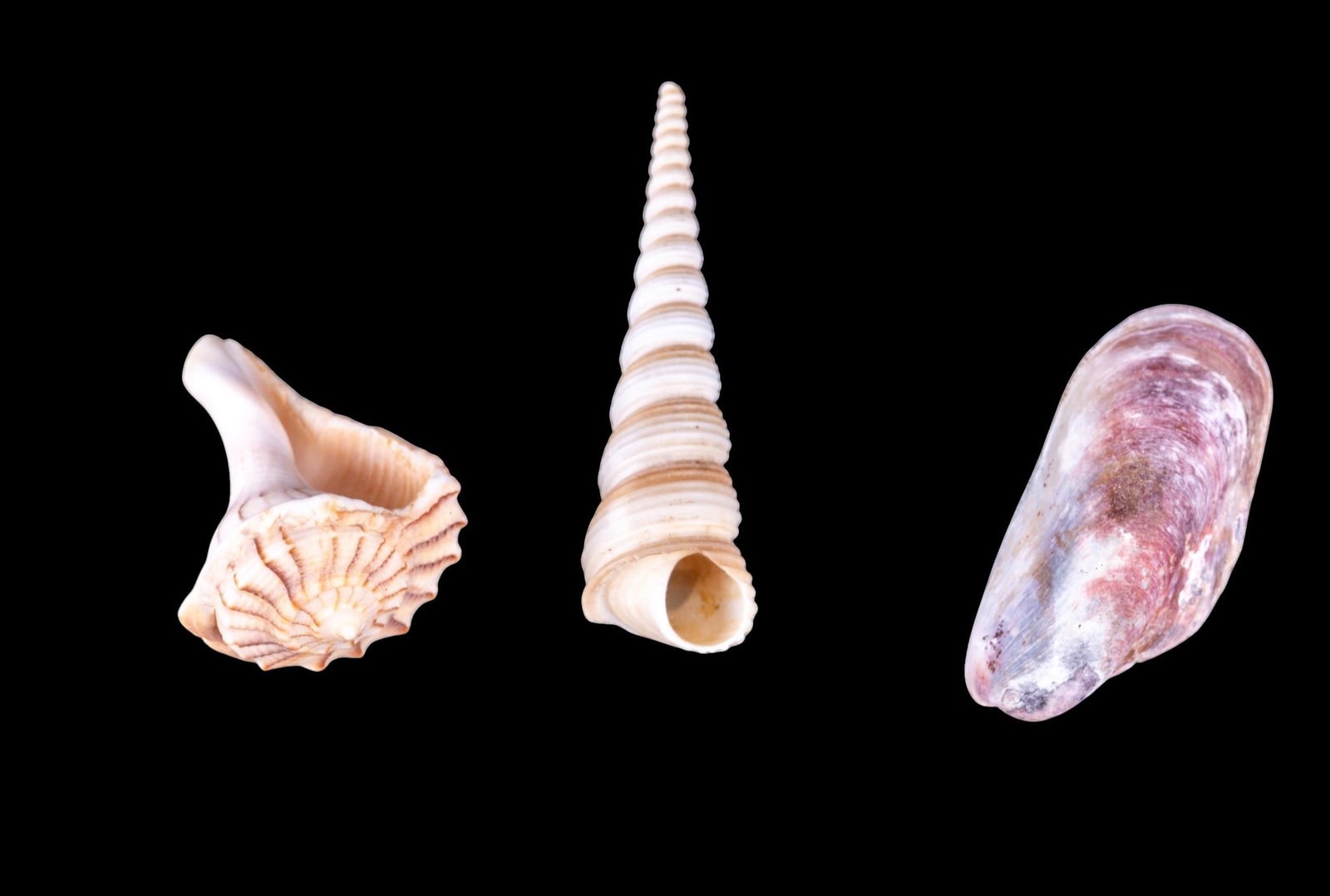 Assorted Seashell Collection - 8
