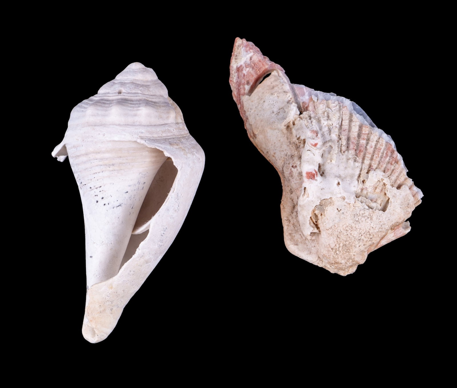 Assorted Seashell Collection - 9