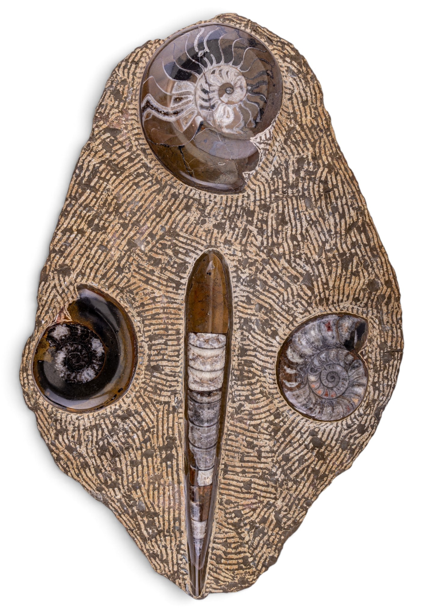 Polished Orthoceras and Ammonite Fossil Specimen (1 of 8)