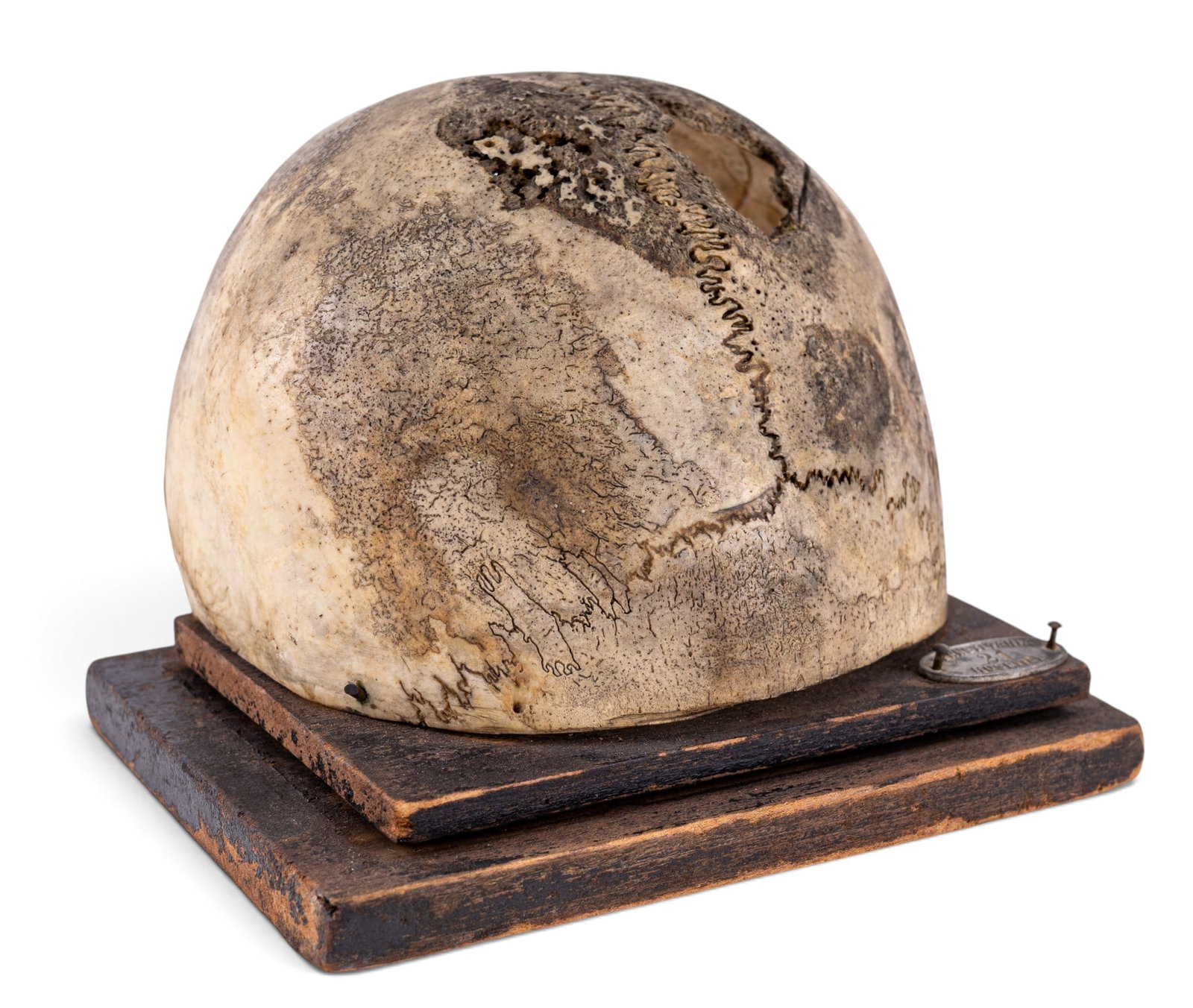 19th C Medical Cranium Specimen (1 of 12)