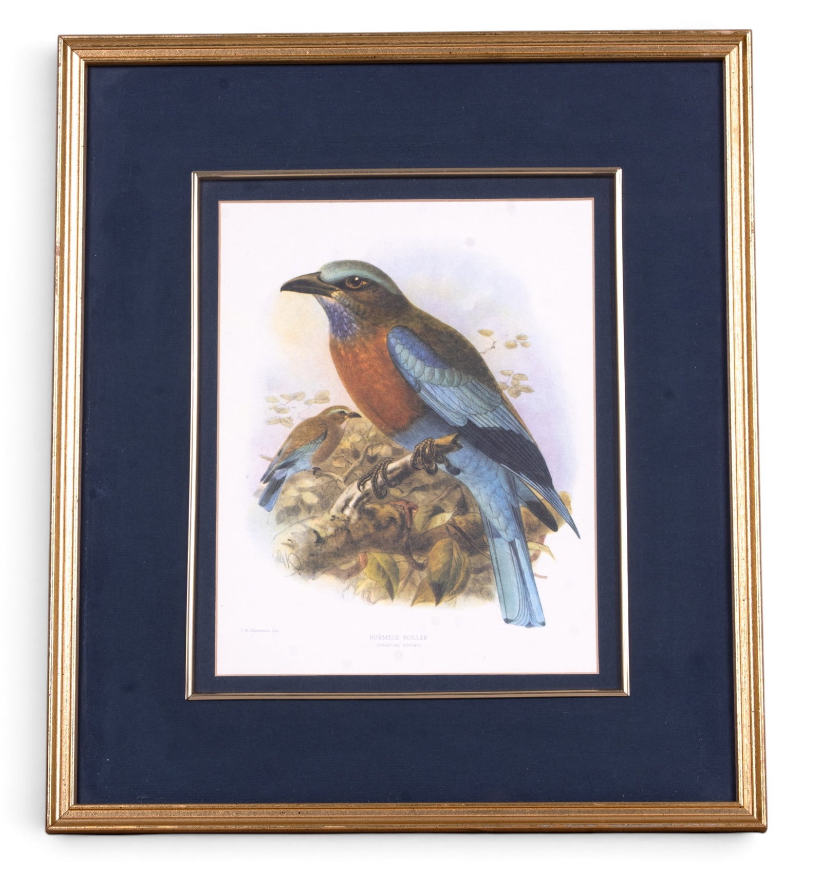 4 Signed Bird Lithographs - 10