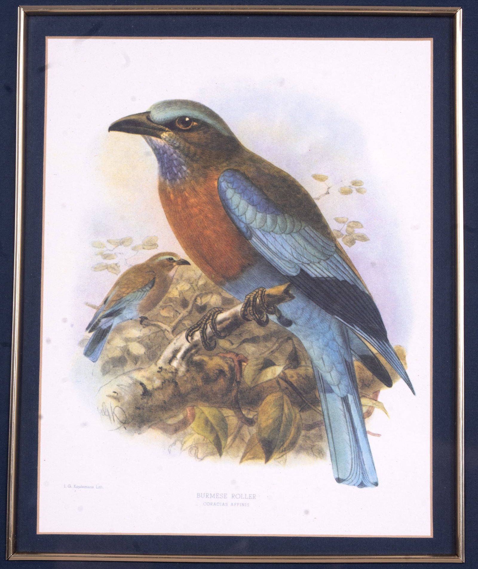 4 Signed Bird Lithographs - 11
