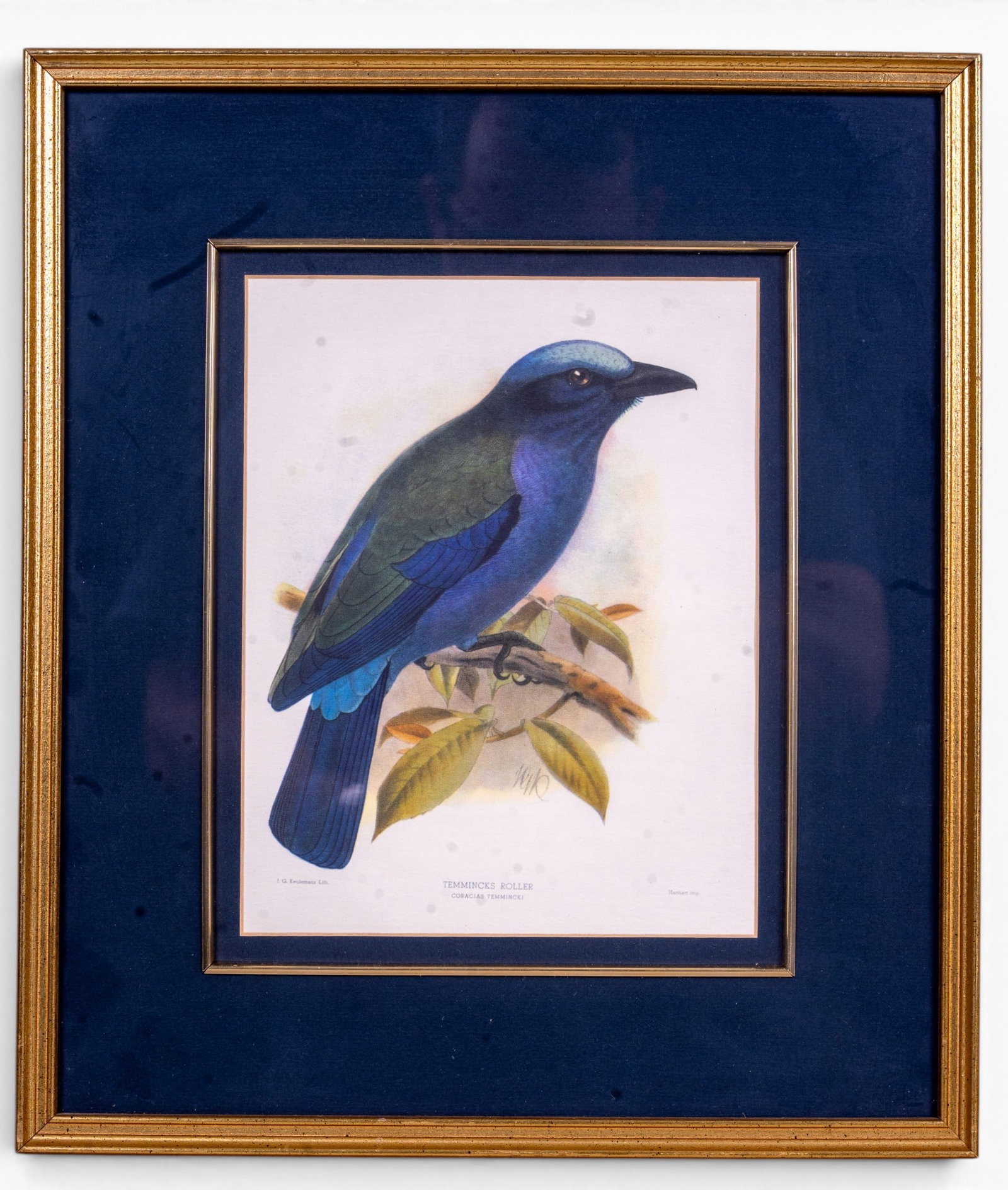 4 Signed Bird Lithographs - 6