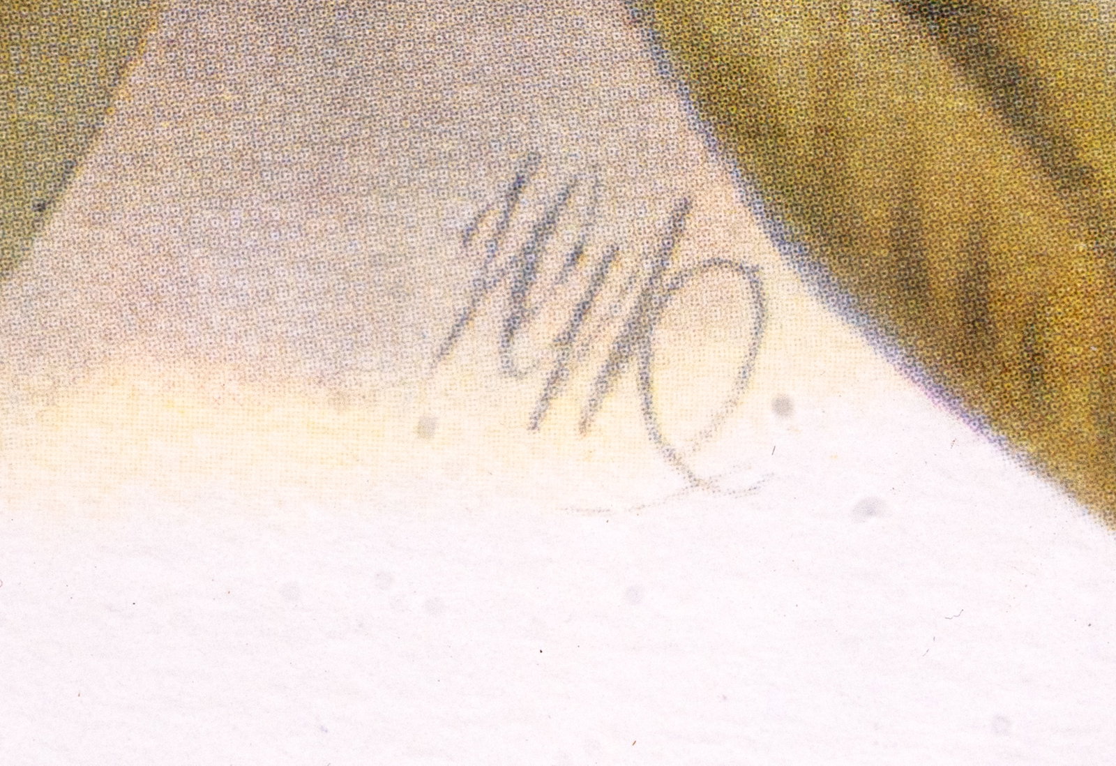 4 Signed Bird Lithographs - 8