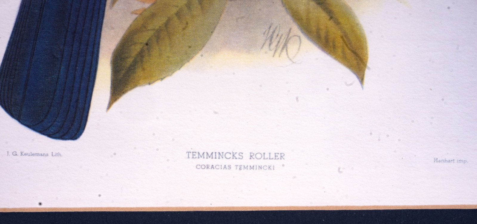 4 Signed Bird Lithographs - 9