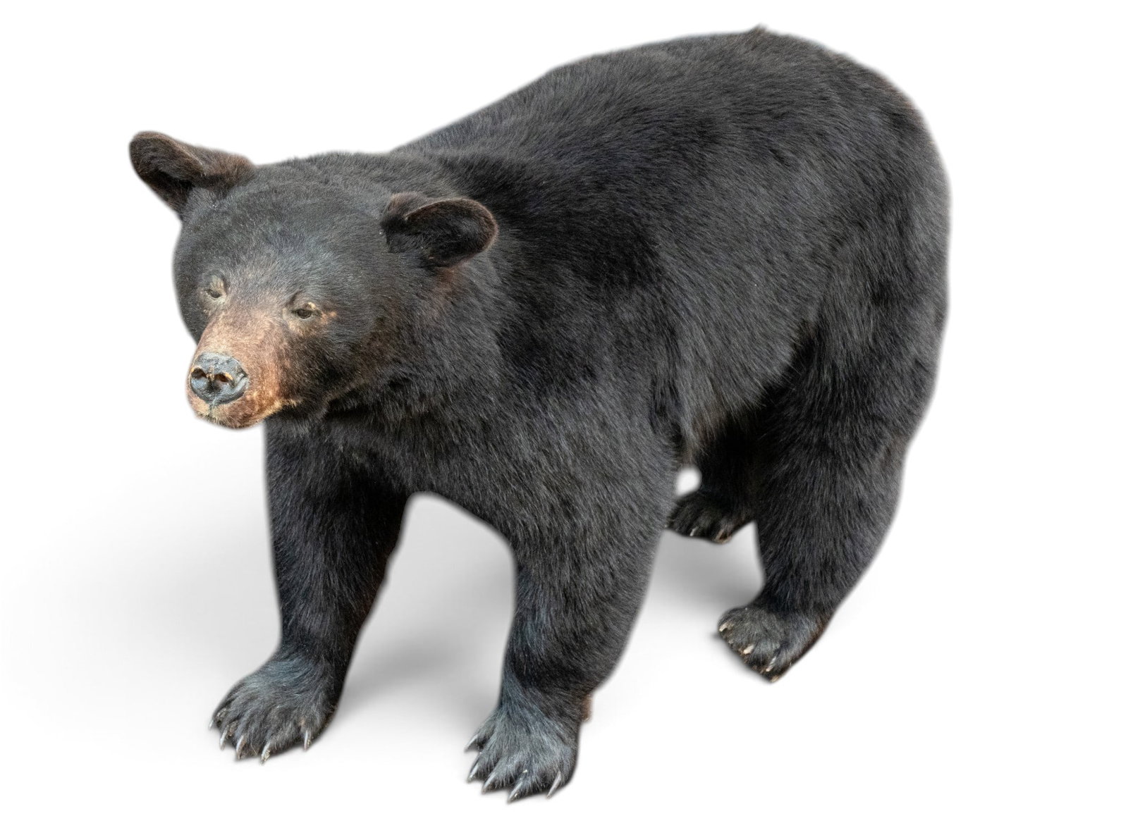 Full-Body Black Bear Taxidermy Mount: Full-body black bear taxidermy mount posed standing on all four feet. No accompanying base; each foot is fitted with screws for mounting. Measures approx. 60" from snout to tail x 36" H x 21" W.