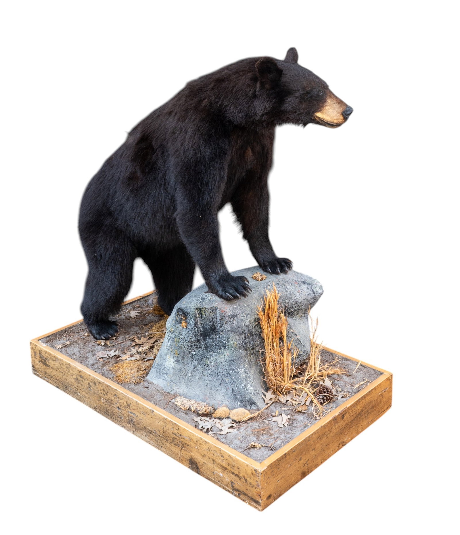 Black Bear Full-Body Taxidermy Mount on Base: Full-body black bear taxidermy mount posed standing on a naturalistic habitat base with grasses and vegetation, underside of base is on castor wheels. Platform / base is approx 29" W x 50" L x 6" H an