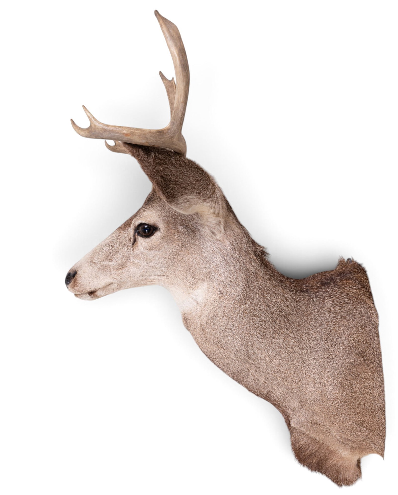 Whitetail Deer Shoulder Taxidermy Mount ~14"W (1 of 9)