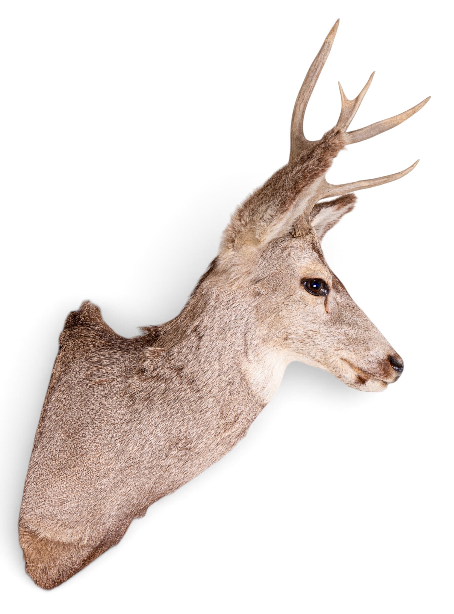 Whitetail Deer Shoulder Taxidermy Mount ~13" W (1 of 8)