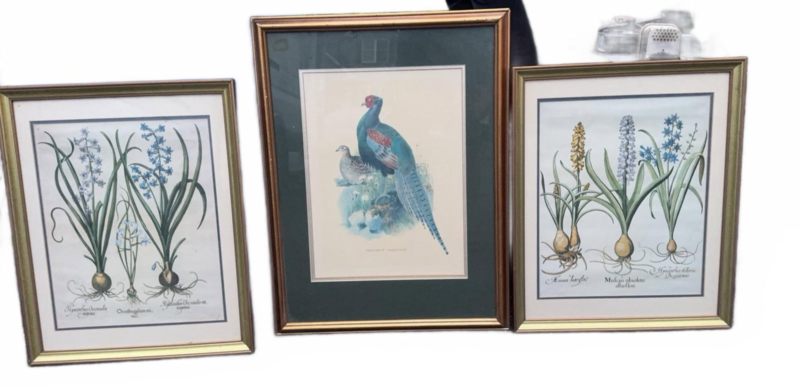 Botanical (2) + 1 Bird Prints, Framed (1 of 6)