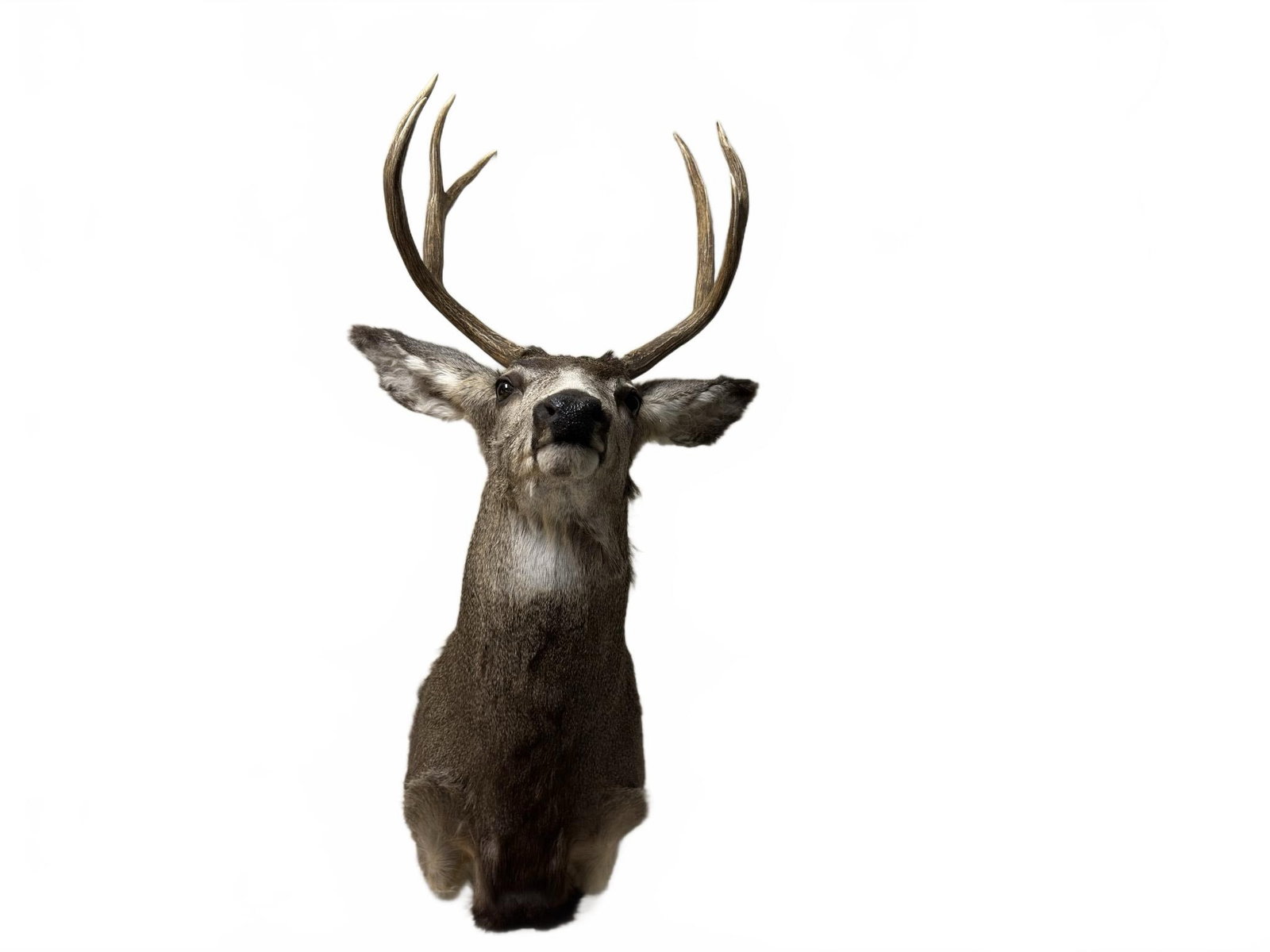 Taxidermy Deer Shoulder Mount (1 of 5)