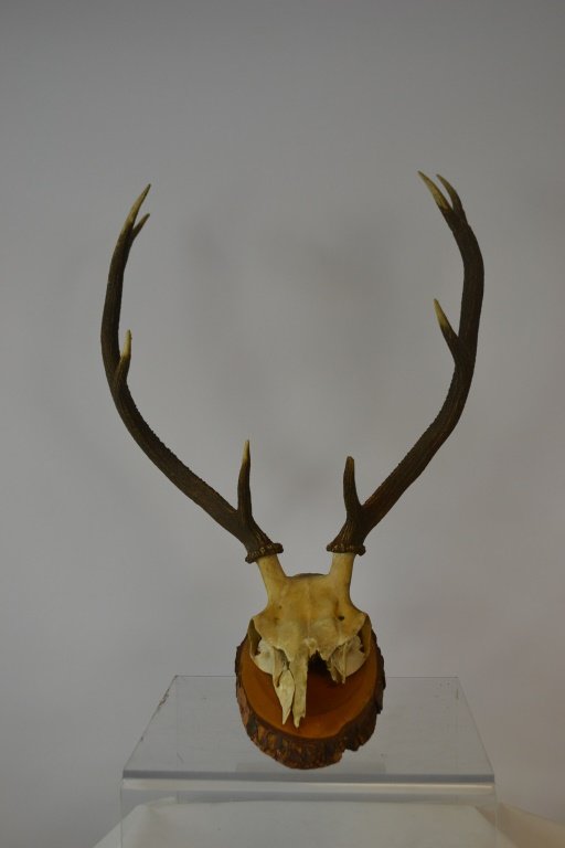 Red Deer Skull Mount: Red Deer skull mount, with large rack of four tines on each antler, mounted on a natrual bark plaque Condition: some loss to Maxilla and nasal bone