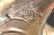 Art Glass Vase/ Perfume - 4