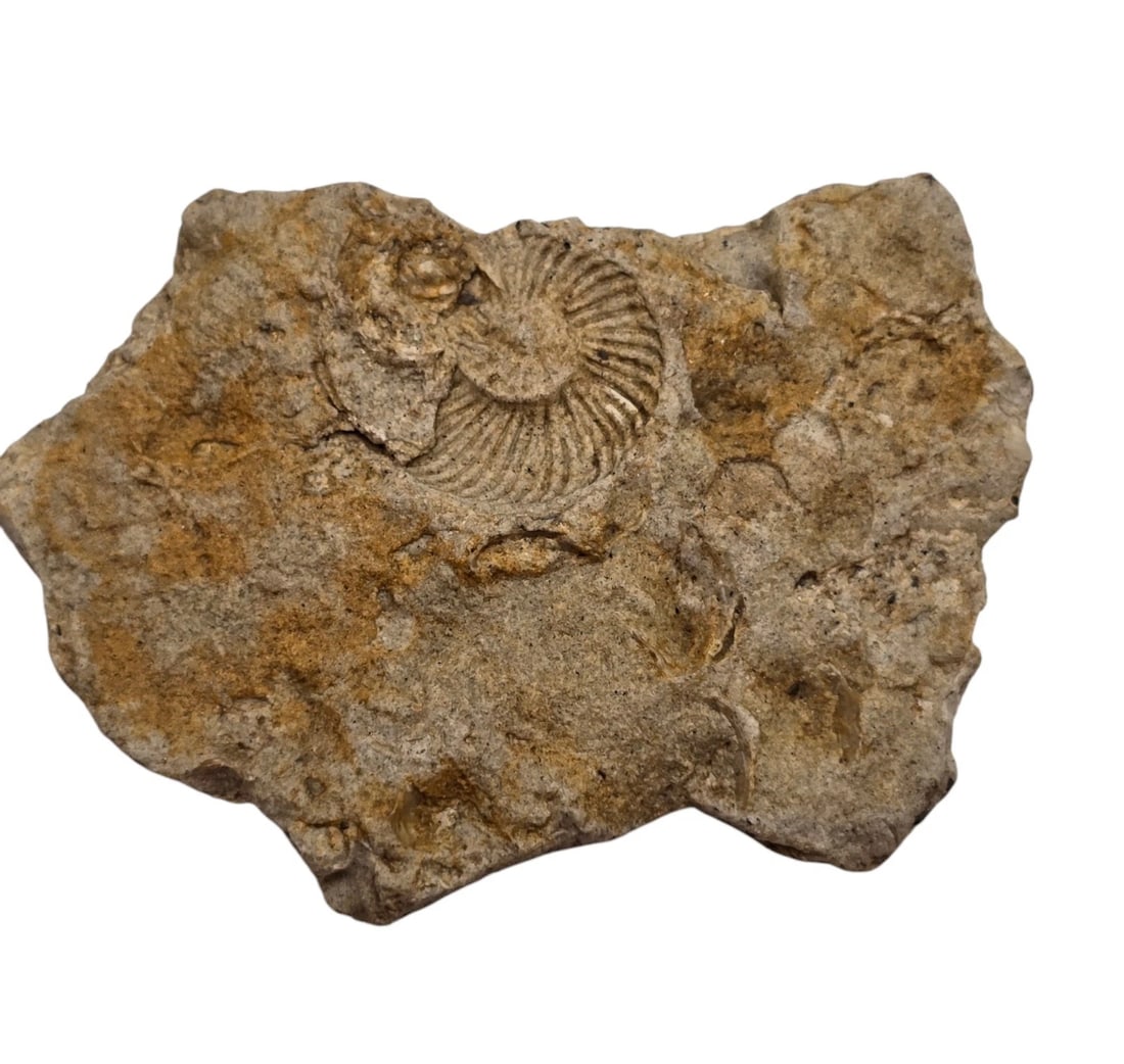 Rock Mineral Ammonite Fossil Cast. From Alvey Wash Escalane (1 of 6)