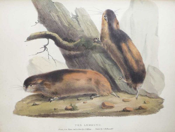 Brooke. Travels Through Sweden, Norway: BROOKE, Arthur de Capell. Travels through Sweden, Norway, and Finmark to the North Cape, in the summer of 1820. London, for Rodwell and Martin, 1823. Large 4to. Contemp. half calf, spine with gilt let