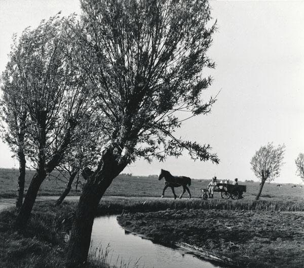 BESNYÖ, Eva (1910-2003).: BESNYÖ, Eva (1910-2003). Carriage and horse. Silver print, with the photographer's copyright stamp on the reverse 'Eva Besnyö Fotografe gkf Vondelstraat 92 Amsterdam tel. 123767'. Circa 1947, printe