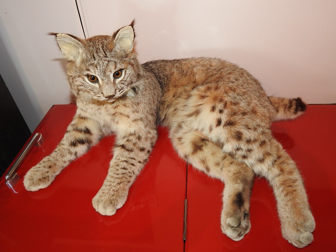 Bobcat Taxidermy Mount (1 of 7)