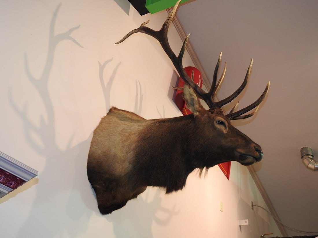 Rocky Mountain Bull Elk 6x6 Shoulder Mount (1 of 4)