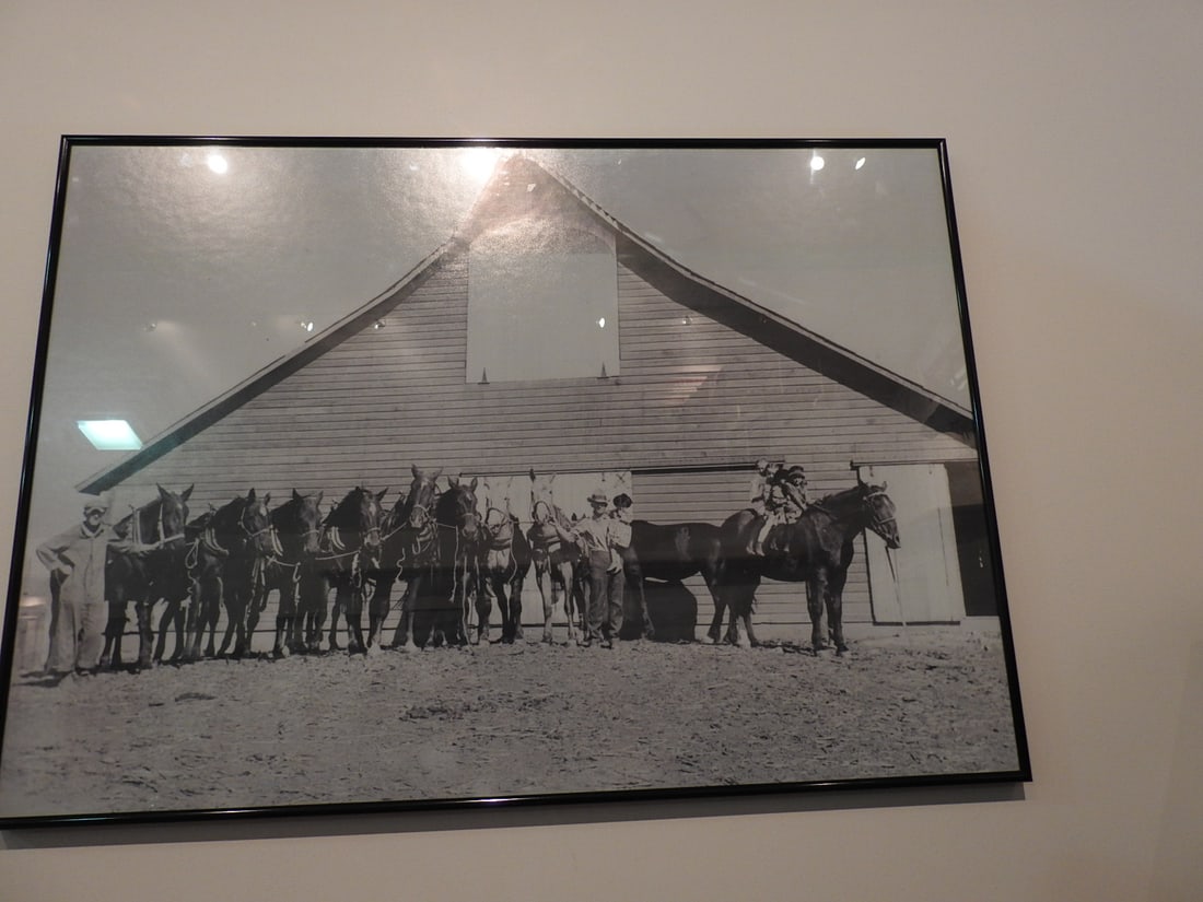 Framed Vintage Horse Team Photograph - 2