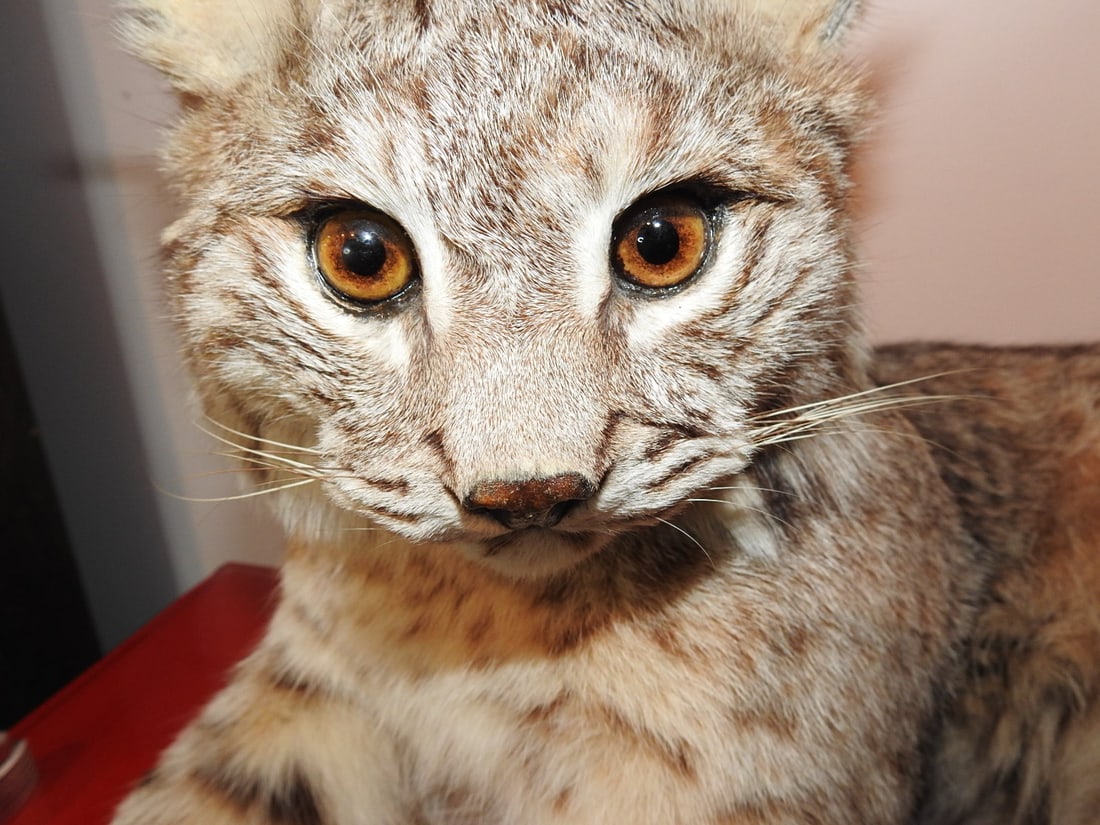 Bobcat Taxidermy Mount - 2