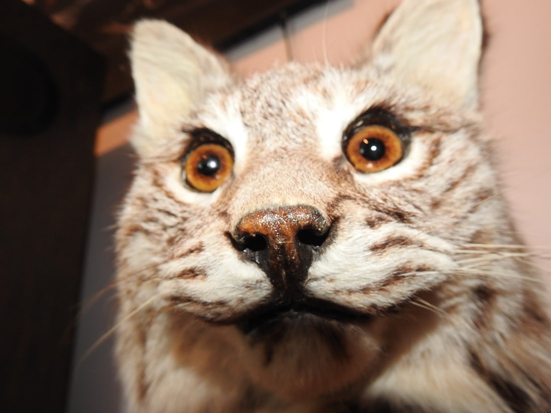 Bobcat Taxidermy Mount - 3