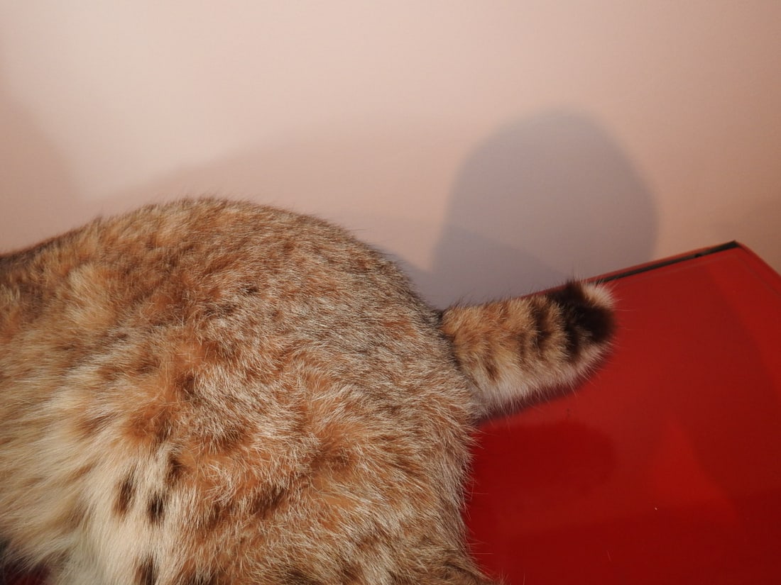 Bobcat Taxidermy Mount - 4
