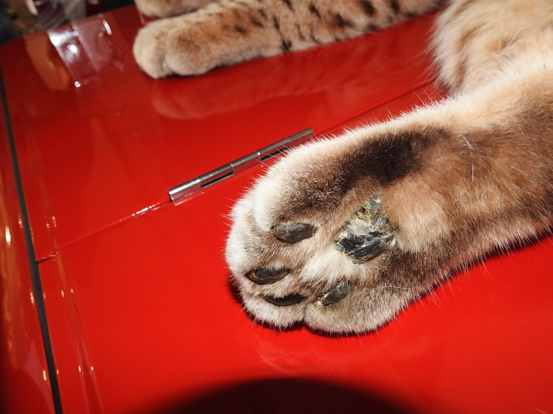 Bobcat Taxidermy Mount - 5