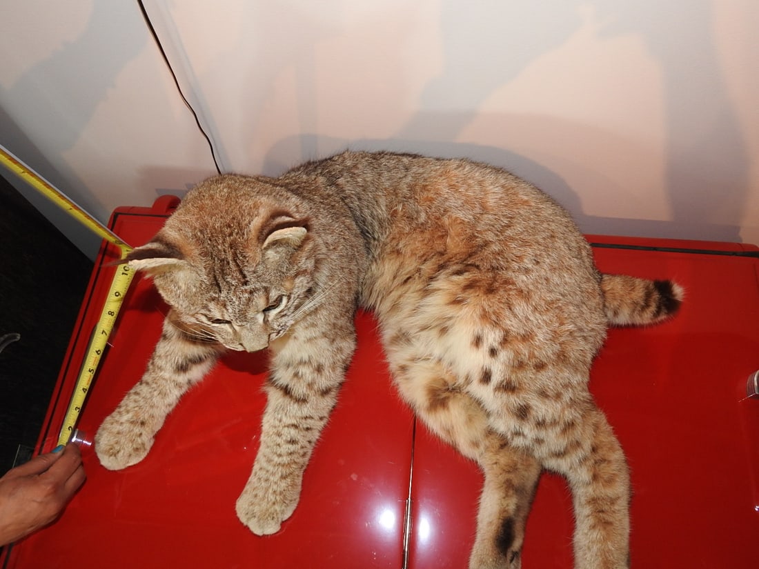 Bobcat Taxidermy Mount - 7