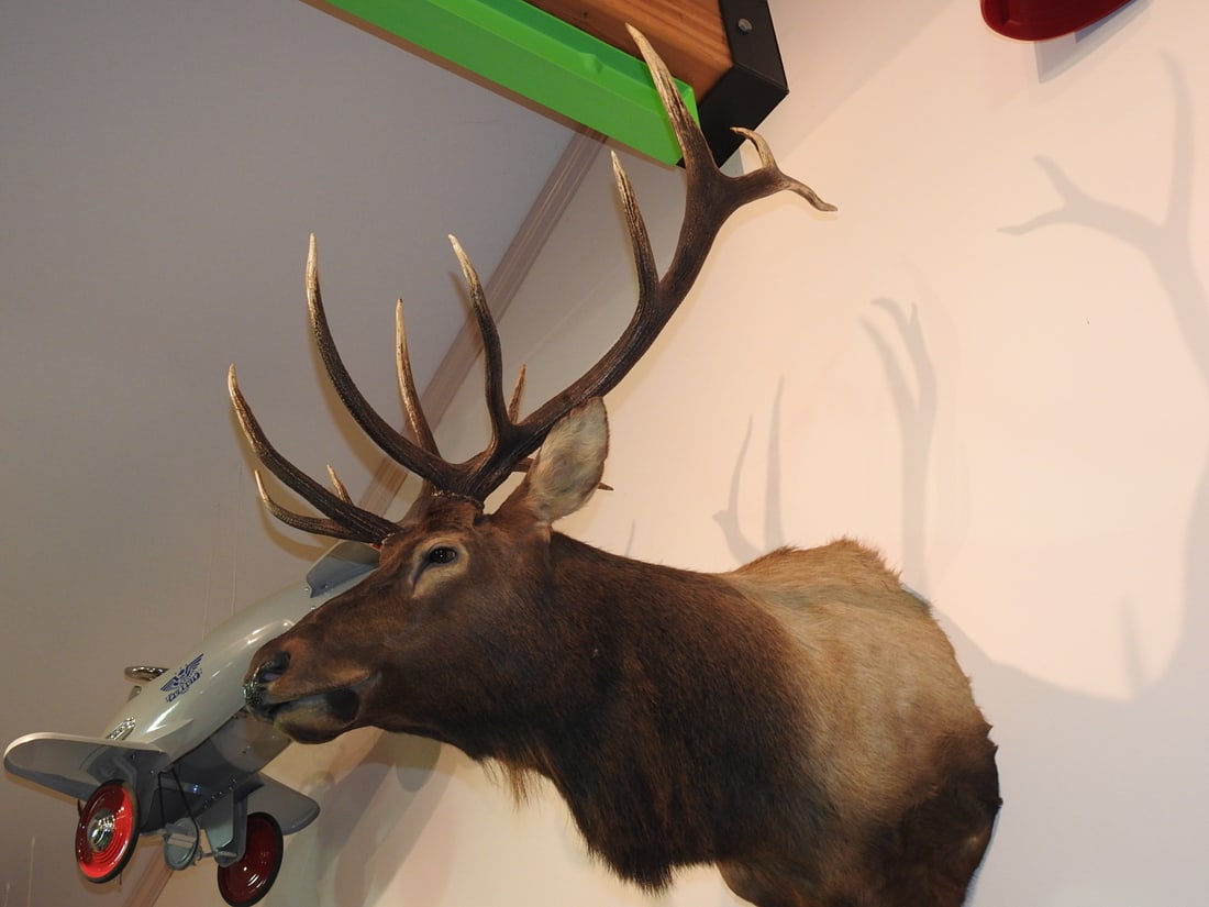 Rocky Mountain Bull Elk 6x6 Shoulder Mount - 2