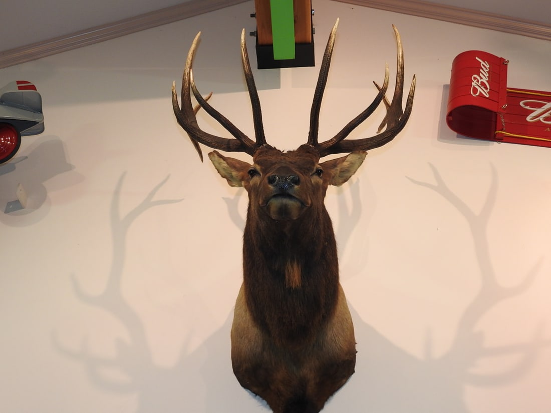 Rocky Mountain Bull Elk 6x6 Shoulder Mount - 3