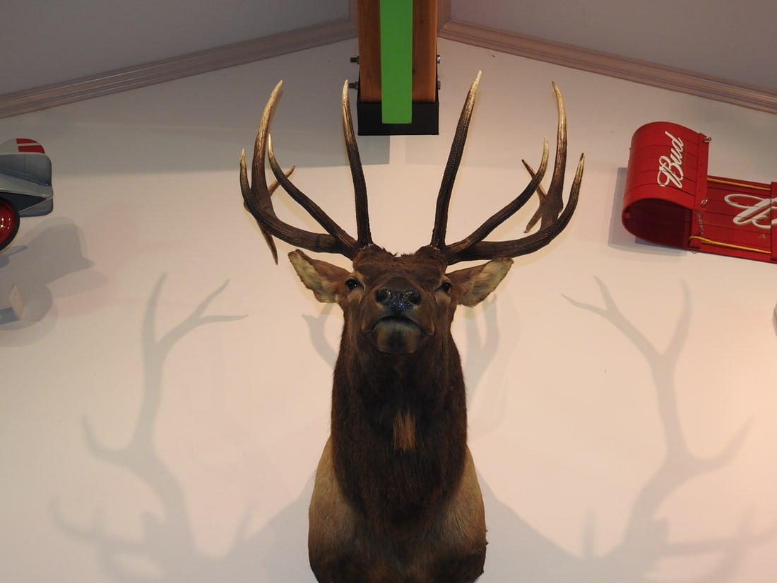 Rocky Mountain Bull Elk 6x6 Shoulder Mount - 4