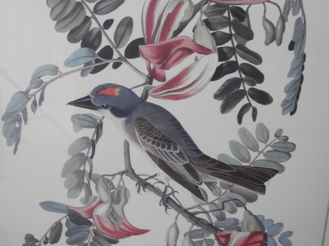 Spring Flycatcher Oval Framed Reprint - 4