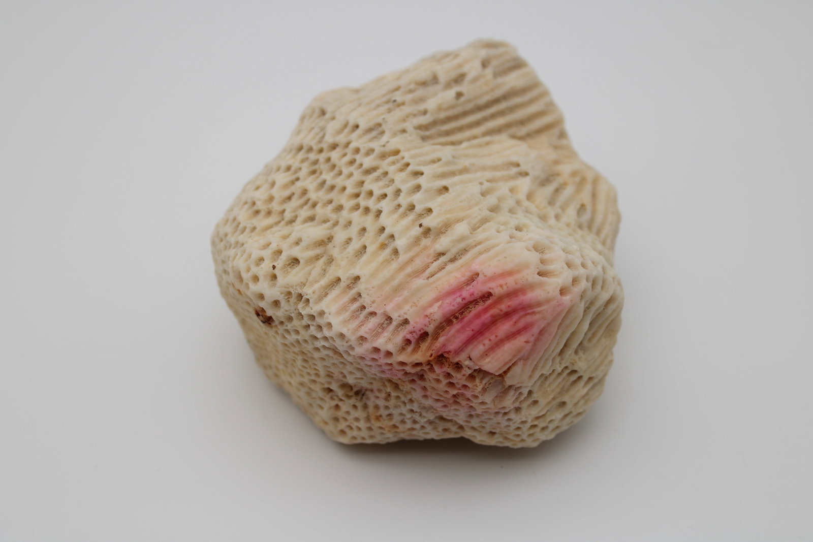 Natural Fossilized Coral Skeleton Specimen 5.5" - 3lbs: 5.5" x 5" x 3" - 3lbs