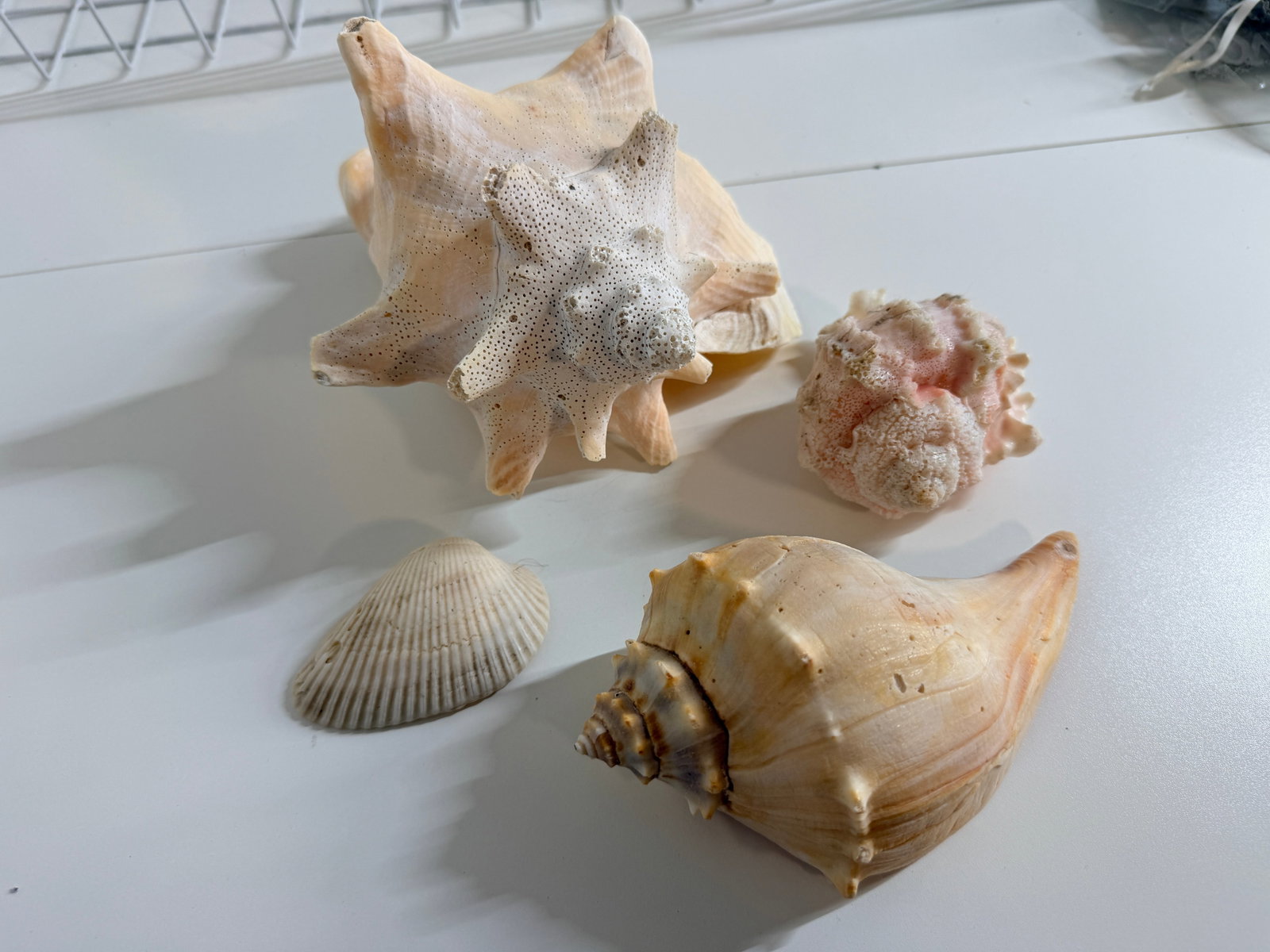 Mixed shells from early 2000s NJ: Picked from the jersey shore in the early 2000s