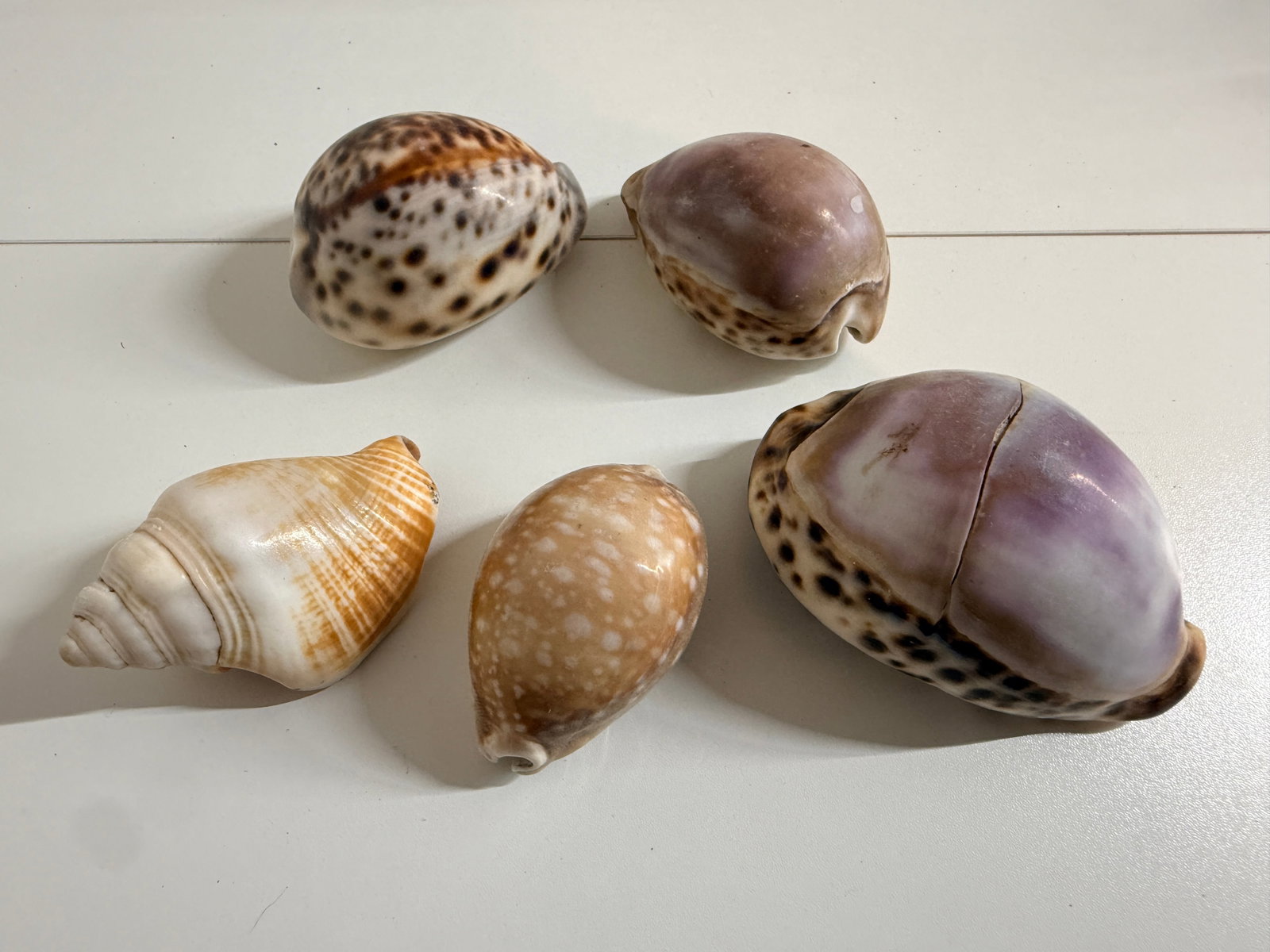 Set of shells from early 2000s: 4 of them appear to be Cypraea Tigris. Picked from the jersey shore in the early 2000s