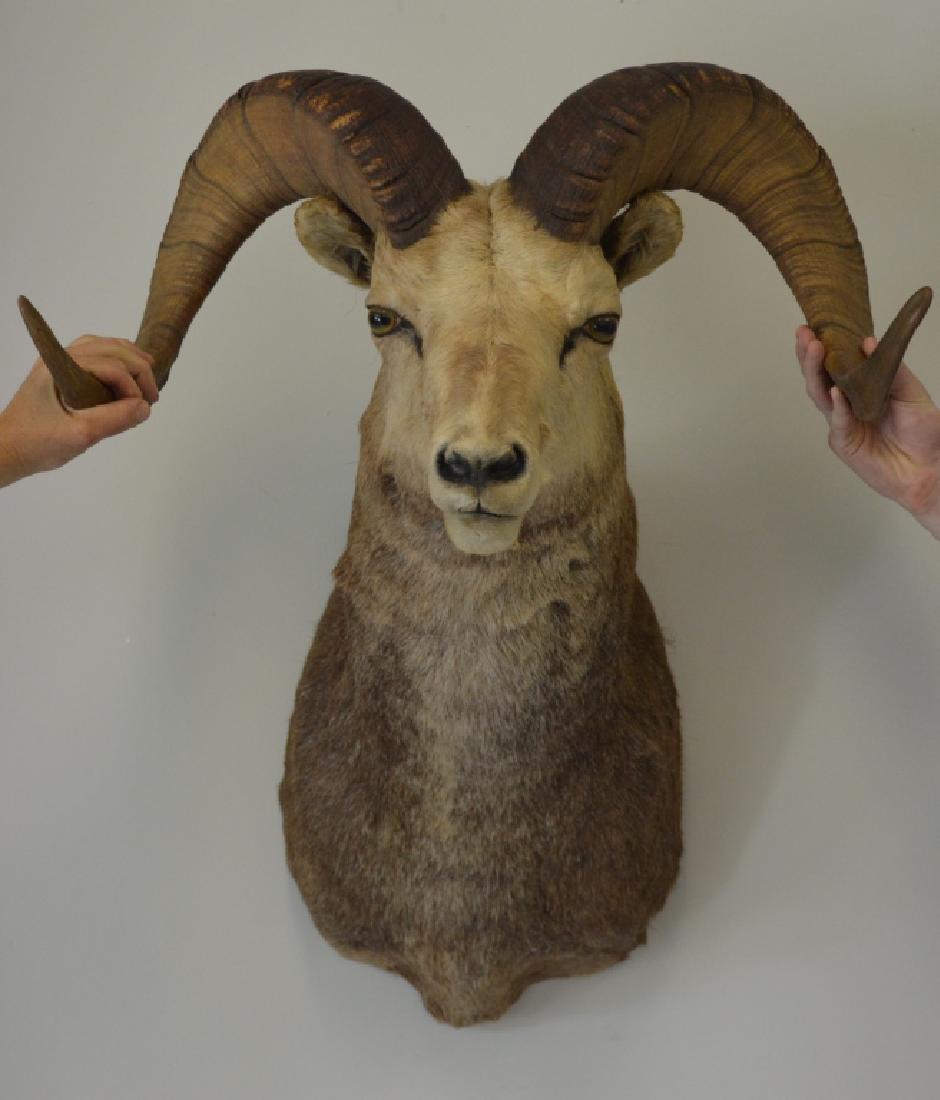 Big Horn Sheep (1 of 1)