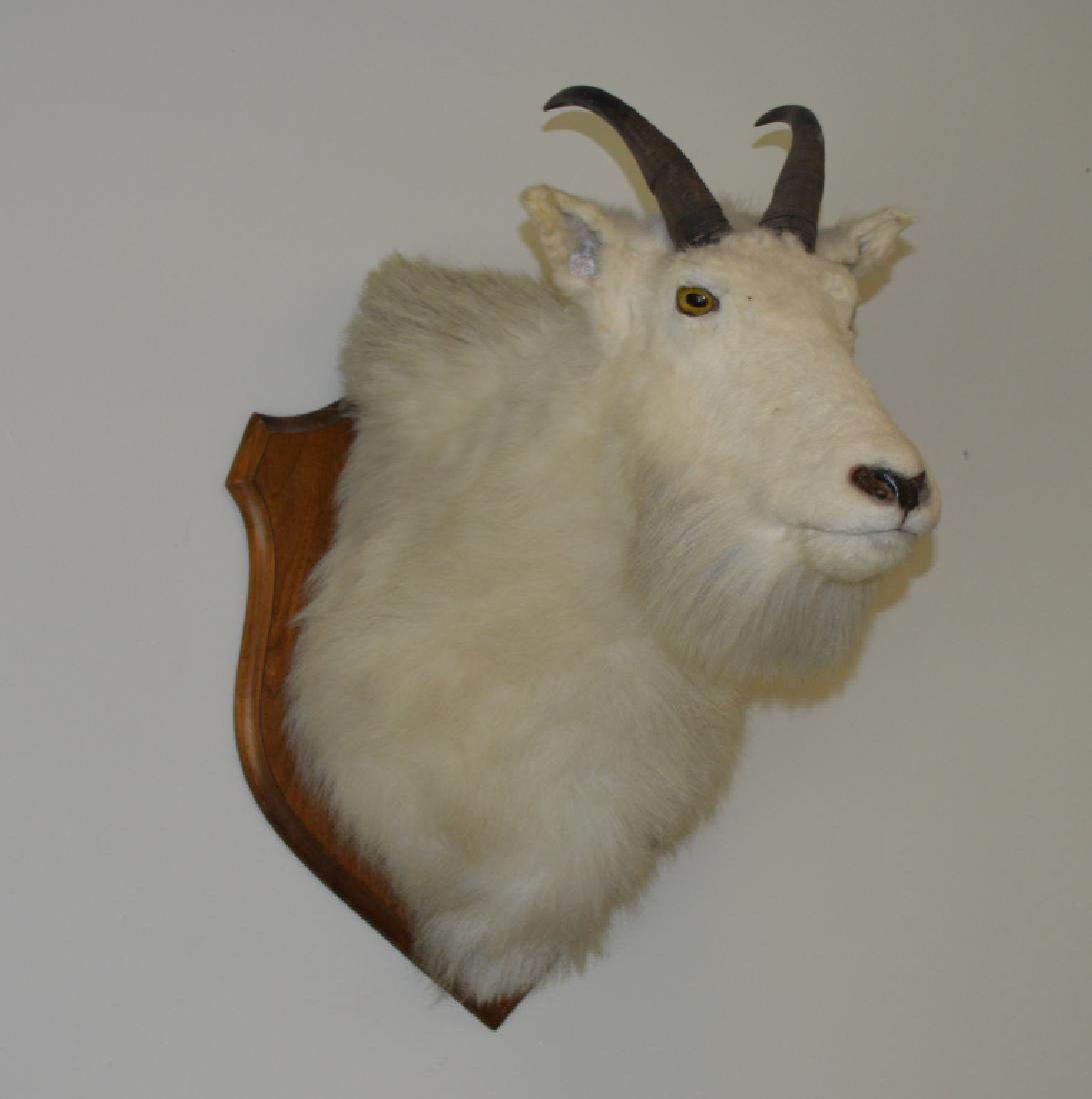 Mountain Goat Taxidermy Mount: professionally done on a walnut shield shape placque. From a home in Keene Valley.