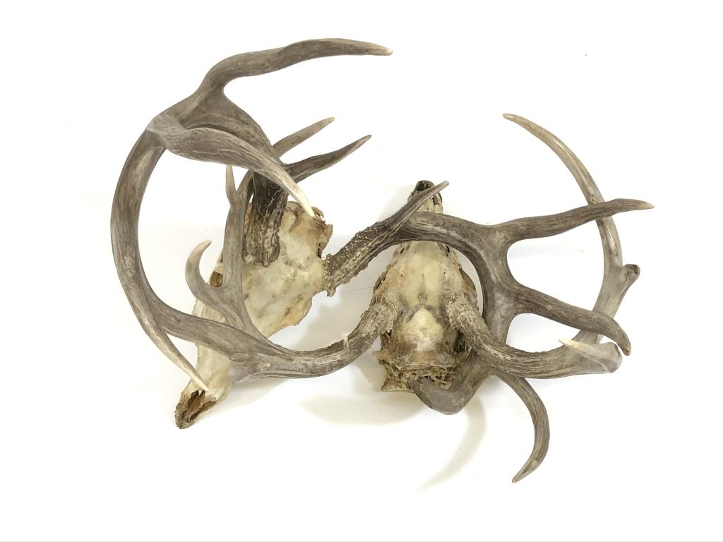 Locked Pair of Whitetail Buck Antlers: Rare with skulls attached. Two 10 pt bucks that got their horns locked fighting and were found dead.