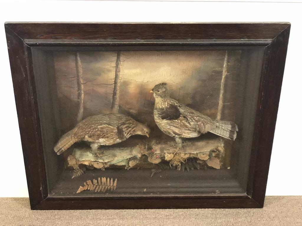 Pair of Ruffled Grouse in Shadow Box: early 1900's, hand painted wooded scene, 2 taxidermy birds in an oak frame. Some loose foliage, crackling and crazing on painting in background. Overall size 29 1/2 inches x 36 inches x 4 1/2 inches d