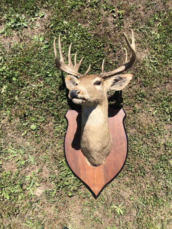 12 Point Whitetail Deer Mount: on a shield shape wooden plaque. From a home in the Adirondacks