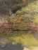 William Thon Watercolor Painting - 3