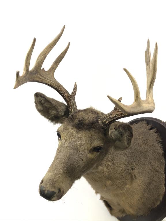 12 Point Whitetail Deer Mount: From a Hunting Camp in Indian Lake, NY. Older mount in fair to good condition. Needs cleaning. 16 inch spread.