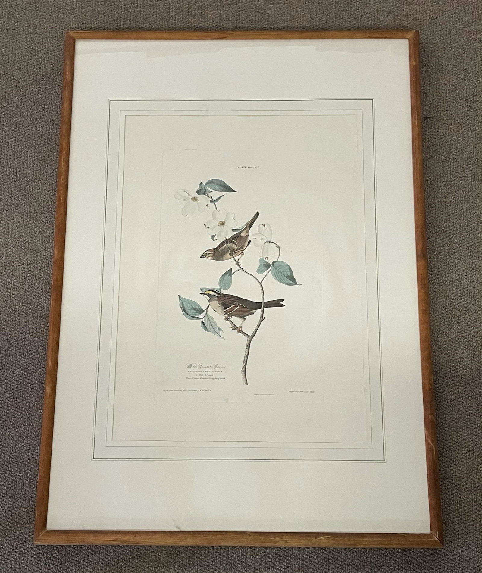 J.J. Audubon "White Throated Sparrow": 1 Male, 1 Female Florida Dogwood. Drawn from nature by J.J. Audubon. Engraved W.H. Lizars Edin. Plate VIII No. 11. Matted and framed by Goodspeed Bookshop Inc. Boston. Image size 20 1/2" x 12 3/4". Ov