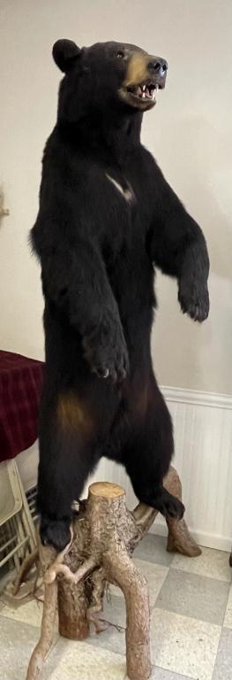 Full Size Standing Black Bear Mount on Stump Base (1 of 6)