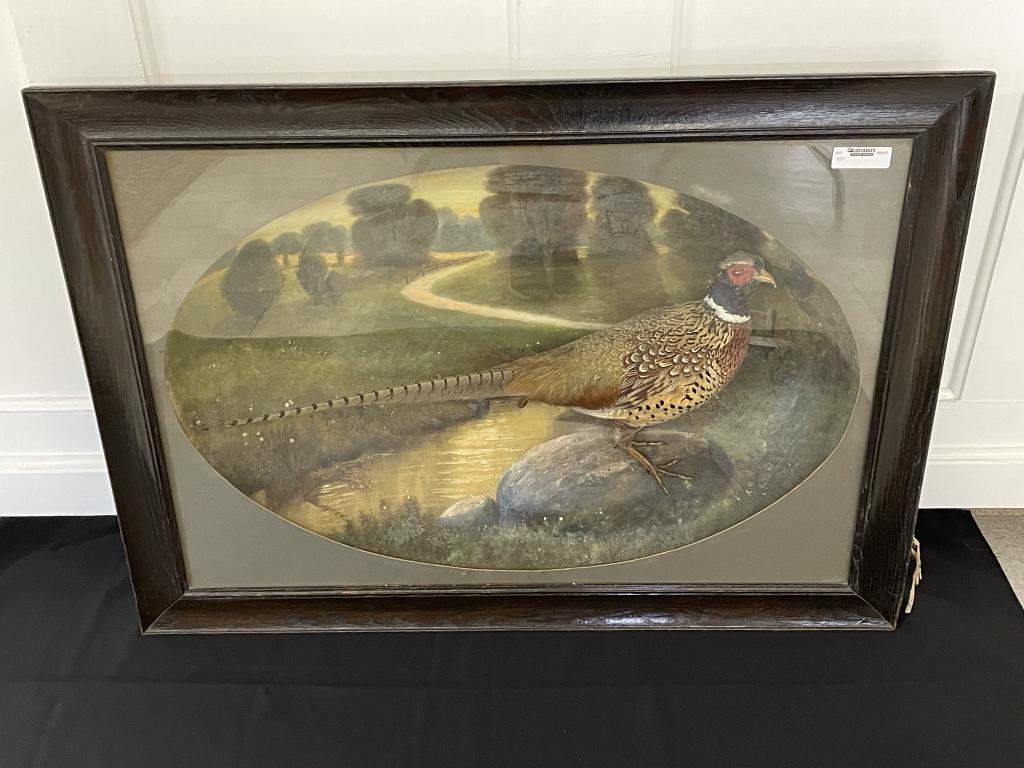 Ring Neck Pheasant Mount Under Glass (1 of 3)