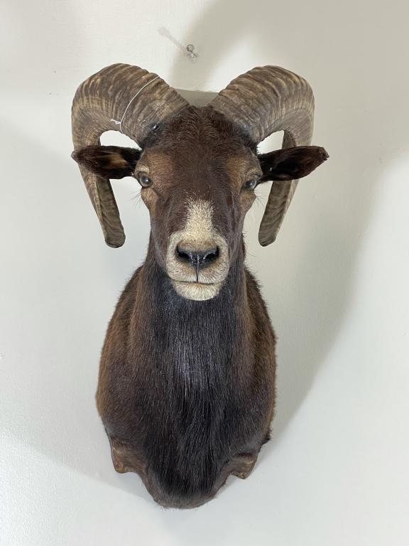 Big Horn Sheep Mount (1 of 3)