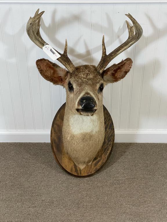9 Point Whitetail Deer Head - 19" Spread (1 of 3)