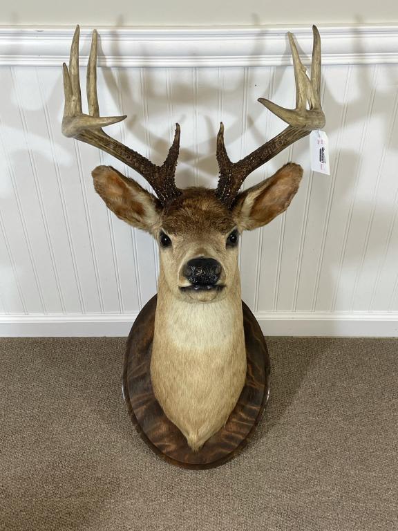 12 Point Whitetail Deer Head - 18" Spread (1 of 3)
