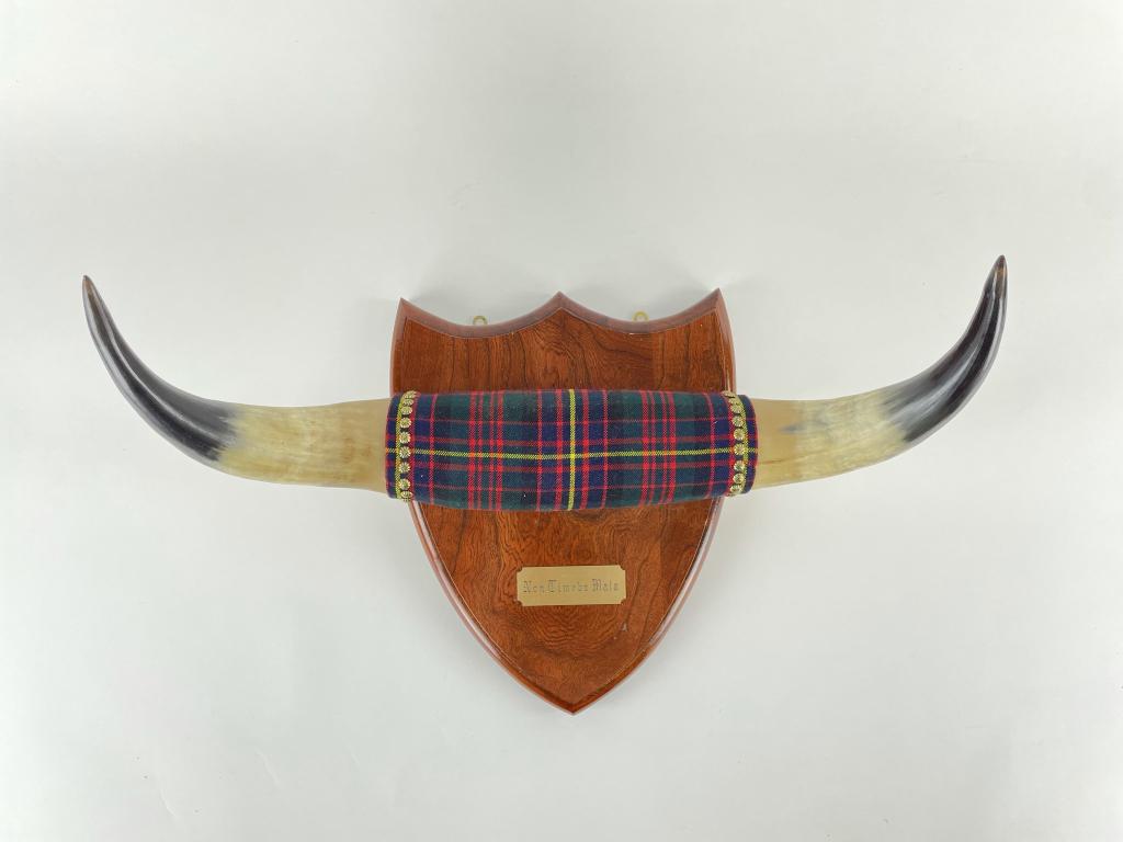 Bull Horns Mounted on Shield Plaque (1 of 2)