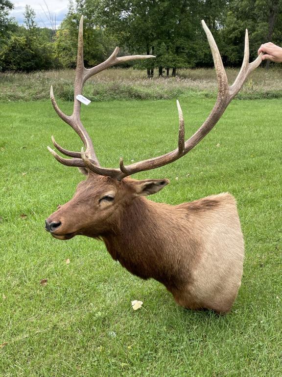 Bull Elk Shoulder Mount 6x6 (1 of 4)